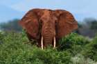 Portrait of an African elephant looking at the camera Voi-Tsavo National Park-Kenya Art Print